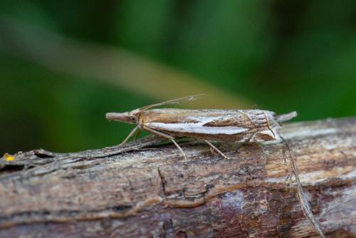 Réf. 239 453 : Crambus hamella